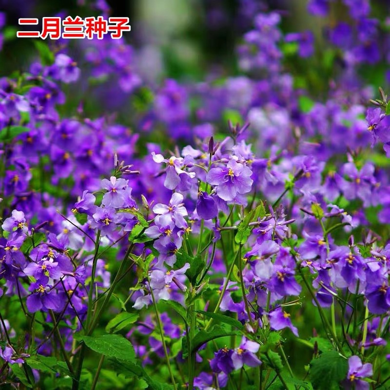 February Lan Flower seeds Four seasons February Lan Seed Perennial Perennial Violet Orychophragmus Cold-resistant Potted plant