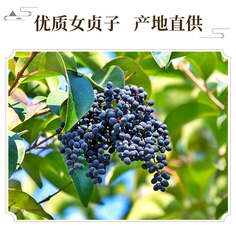 Dried Ligustrum Fruit Nuzhenzi Whole Berries 500g Traditional Chinese Herb for Decoction and Culinary Use key features