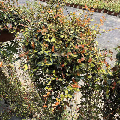 【基地直供】绿植盆栽 盆栽花卉 居家绿植 植物花卉 360#黄金络石|ms