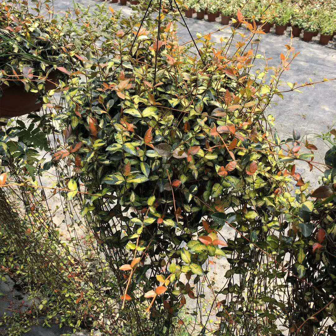 【基地直供】绿植盆栽 盆栽花卉 居家绿植 植物花卉 360#黄金络石|ms