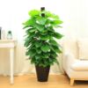 Large -leaf green dill pillar room large potted living room Green potted plant purification air office flower