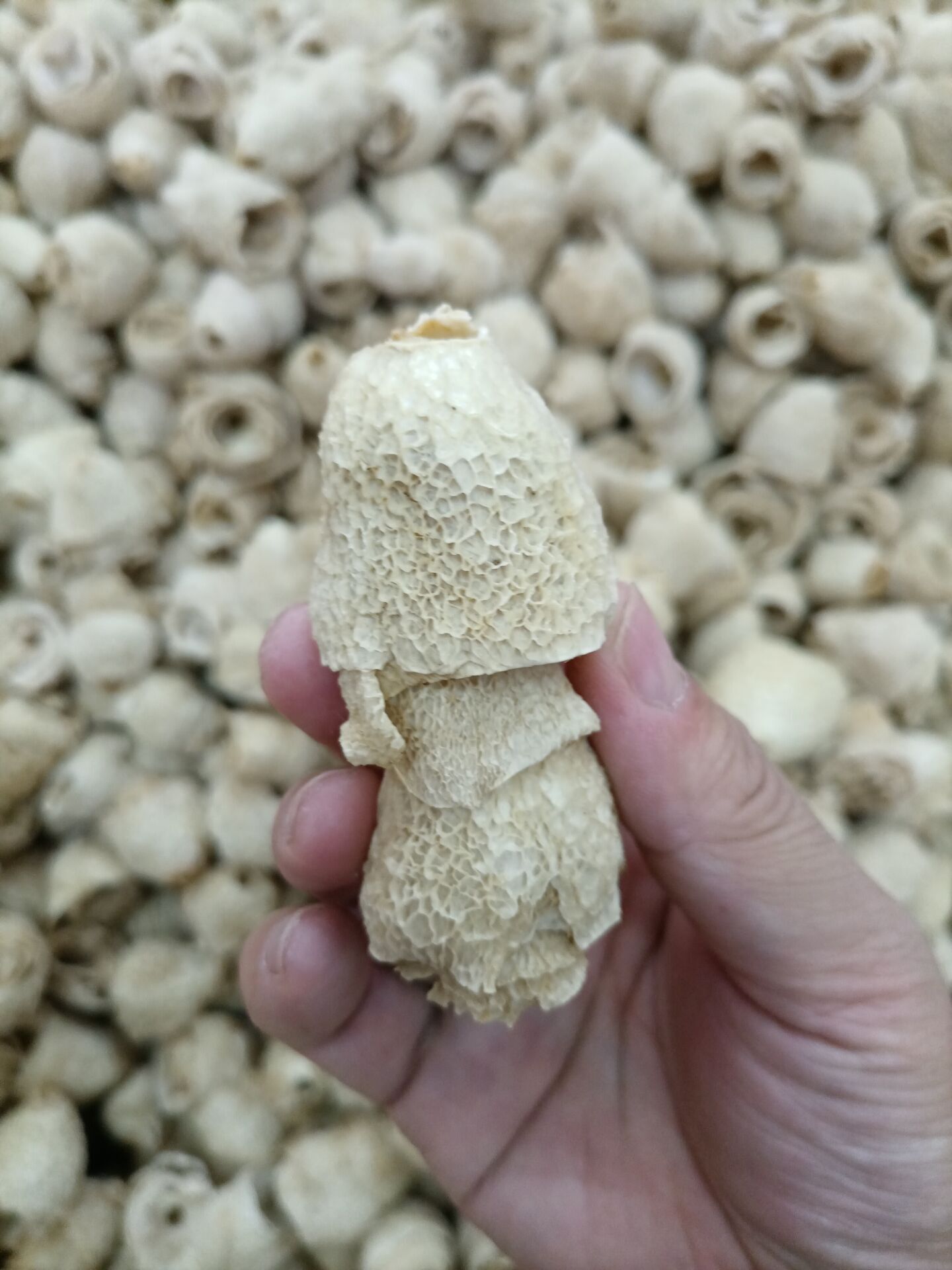 竹荪菌盖,竹荪菌,竹荪(第6页)_大山谷图库