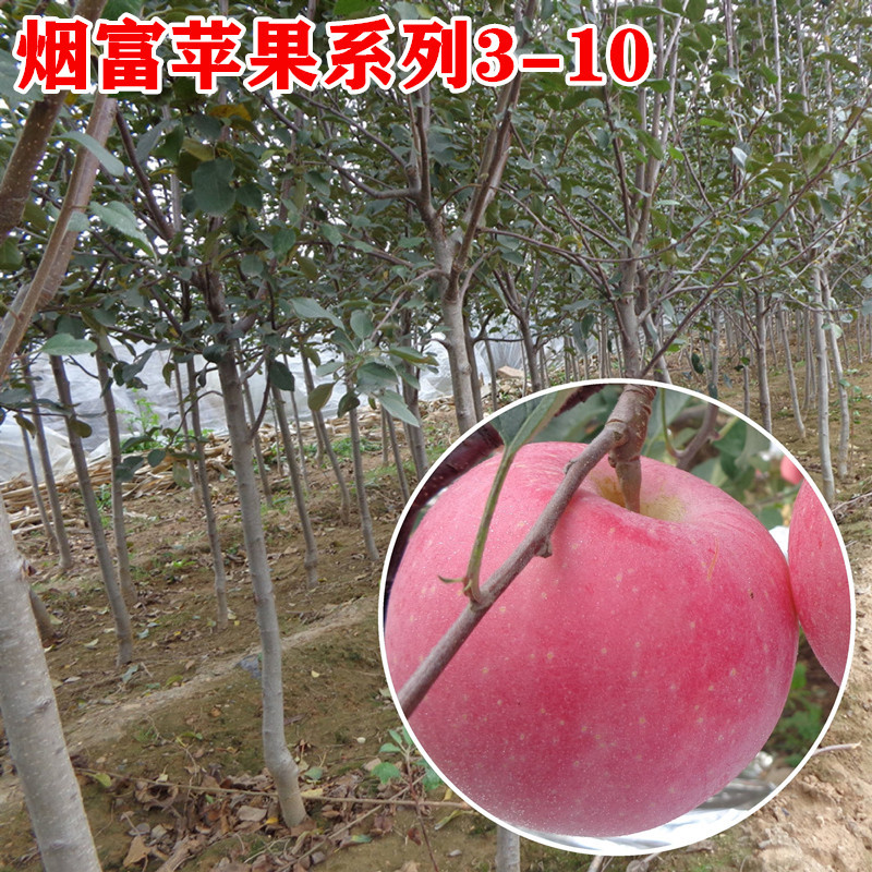 Fruit tree seedlings grafting Apple Sapling 0368 Rich smoke 10 Apple seedlings Then Result