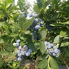 Shandong Tyan Blueberry Breed Base provide Planting techniques goods in stock Mist Blueberry seedlings Lexy Blueberry