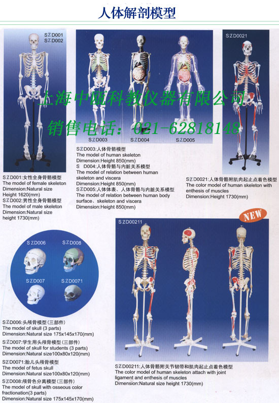 8-1、人体解剖模型（共8张网页）人体运动模型|人体骨骼模型