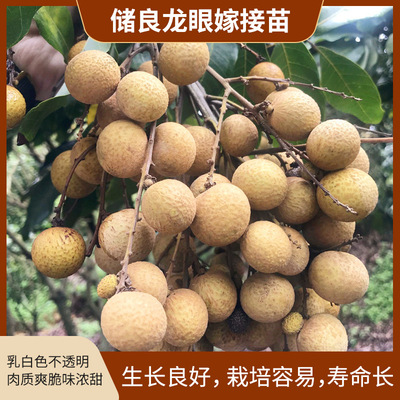 广西 新品龙眼果树 南方种植 盆栽石硖龙眼果树一件代发|ru
