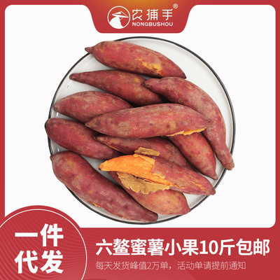 六鳌红心番薯红蜜薯西瓜红红薯红心地瓜10斤包邮全国一件代发