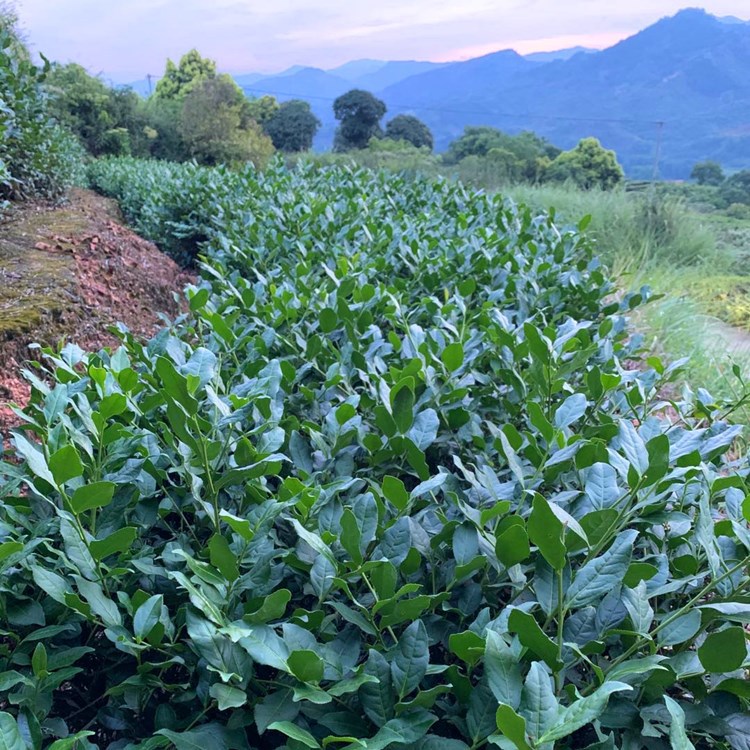 微信图片_20200823171421