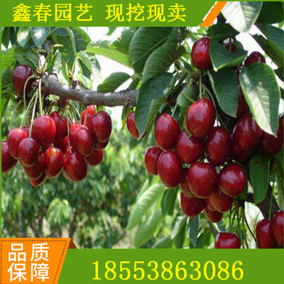 基地直供萨米脱品种大樱桃苗吉塞拉矮化砧木樱桃苗萨米脱樱桃树