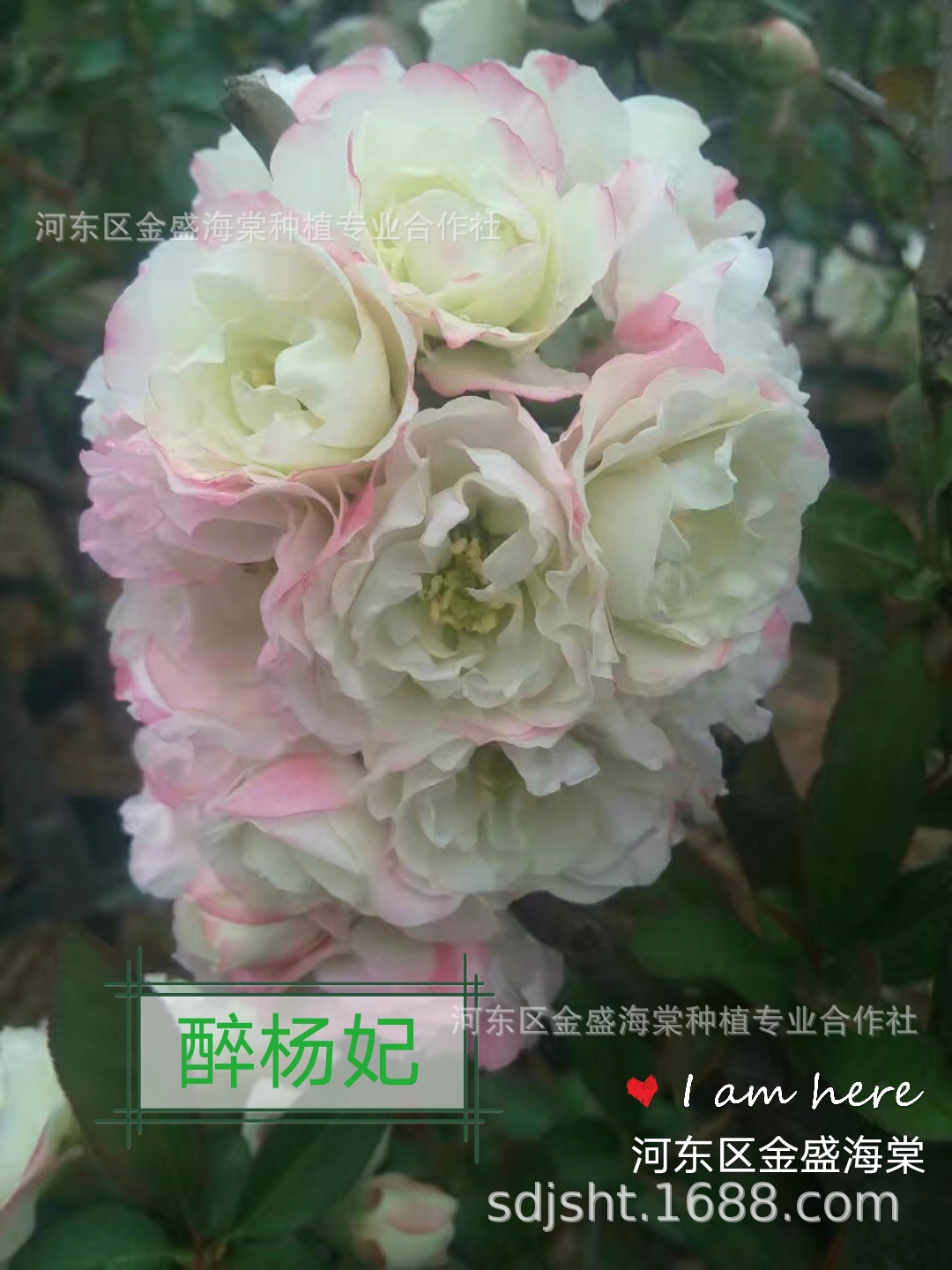 批发花灌木 绿化花卉苗木 木瓜海棠花