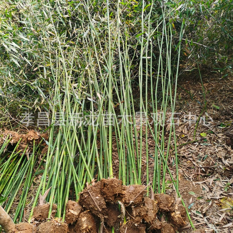 Бамбуковая основа оптом ганчжу Корица Бамбуковое бамбуковое гнездо бамбуковый сад бамбуковый изоляционный пояс изгородь бамбуковые саженцы большая цена отличная
