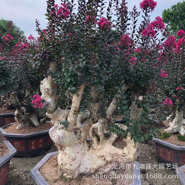 IMG_5392(20200224-223509)