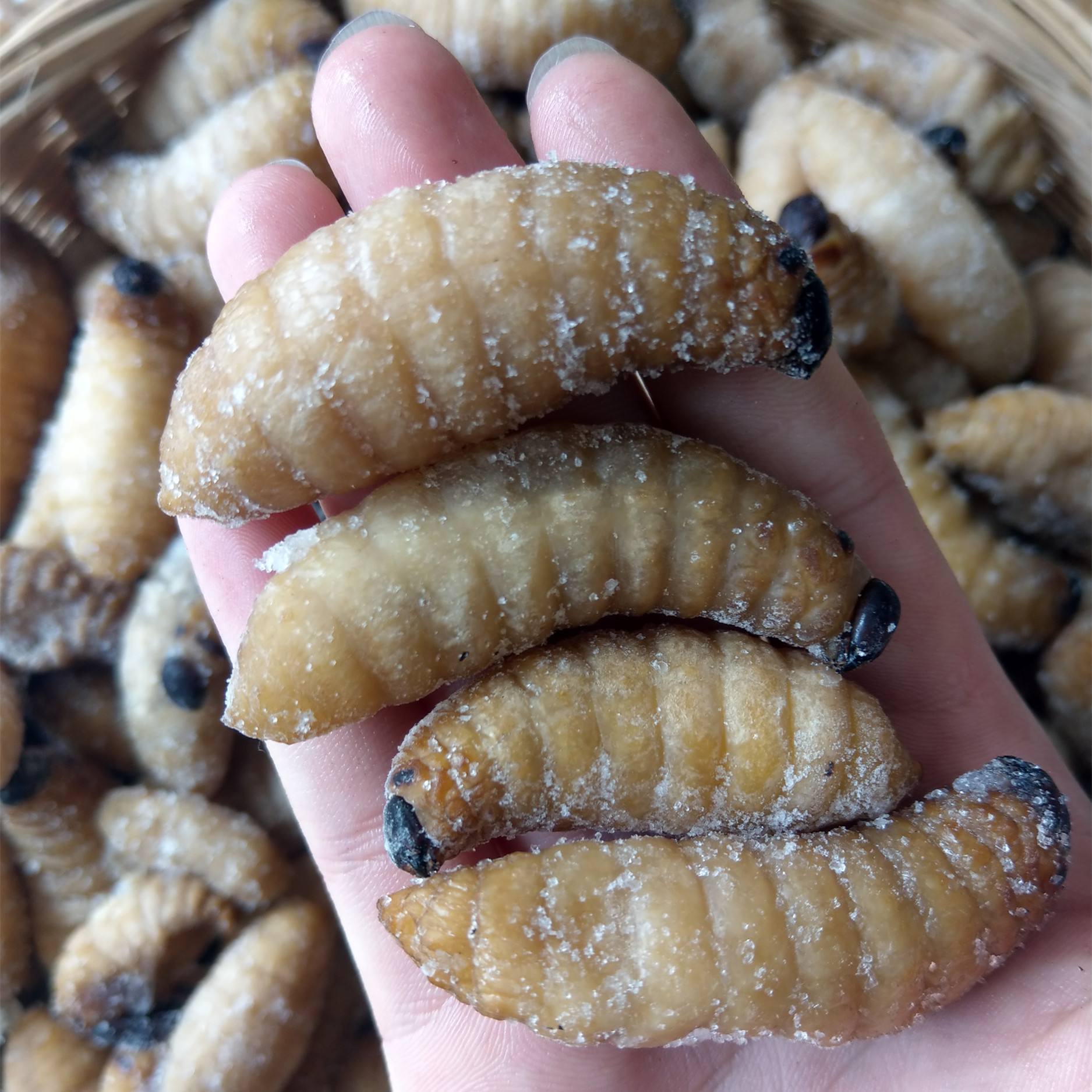 Bamboo shoot worm 400 Quick-freeze edible Bamboo shoots fresh Delicious Yunnan specialty Edible insect