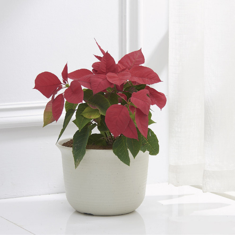 Reprehenderit qui in ea