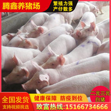 长太二元原种苏太母猪种活苗二元母猪崽一头多少钱
