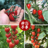 Emperor Yellow Red Cherry Tomato seeds wholesale farmland vegetables thick red virgin fruit small tomato vegetable seeds