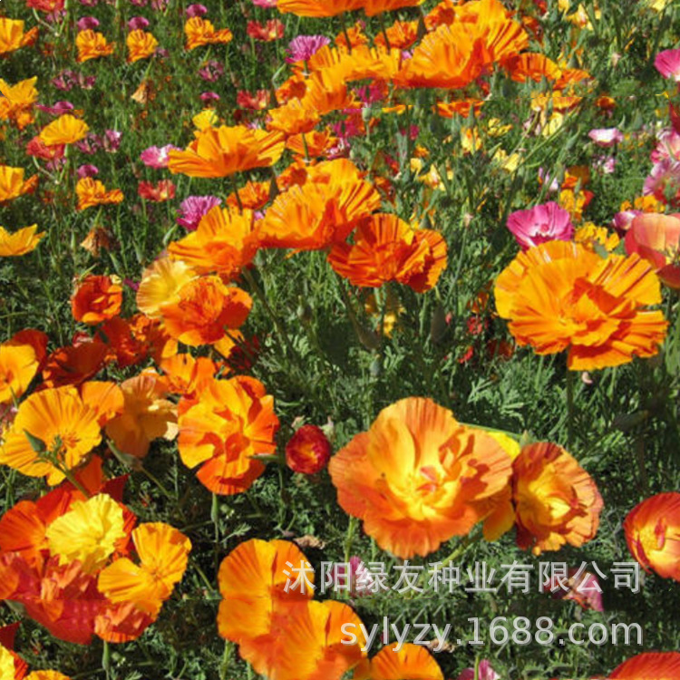景观花海大图片 以及种子照片13626141721