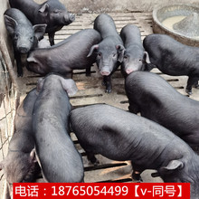 藏香豬活豬成年豬一年長多重 四川適合養巴馬香豬豬苗 寵物豬