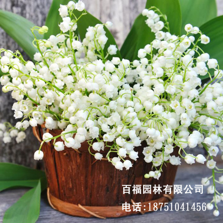 苗圃供应铃兰苗花卉室内庭院香型铃兰花盆栽根 铃兰种球根|ms