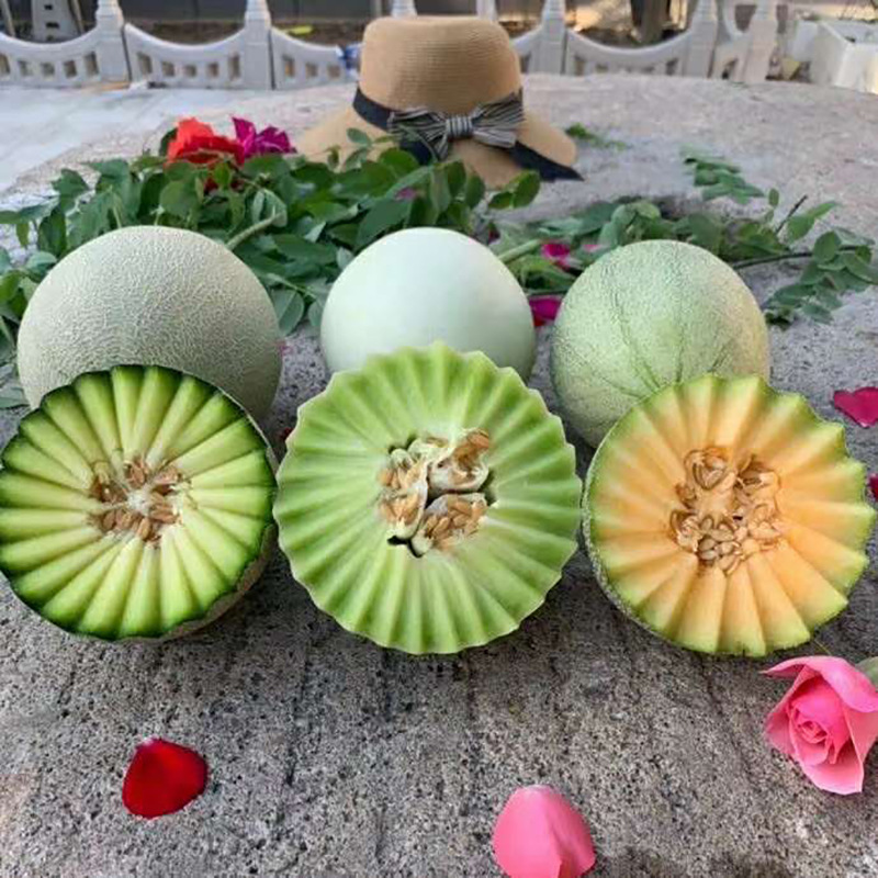 蜜瓜三拼 玉菇甜瓜 西州蜜瓜 网纹瓜 组合装新鲜应季水果蜜瓜三拼|ru