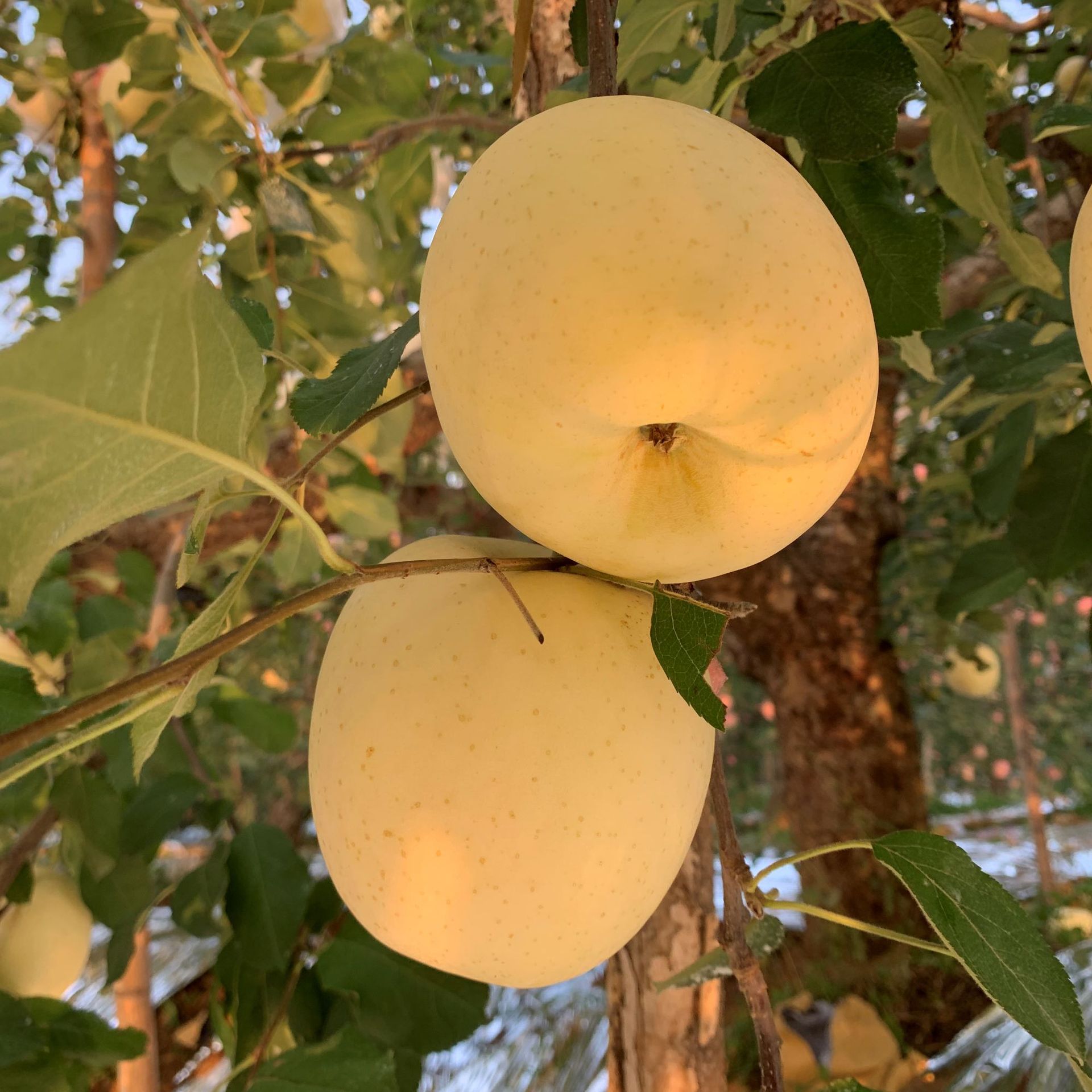 f28c99d99db1799f4da1b6b2c6662e