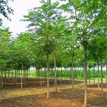 供應9公分臭椿樹 苗木價格 多規格供應臭椿樹 種植基地