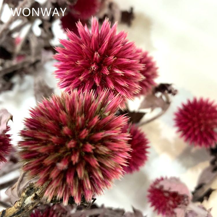 微信图片_20200226144216_副本