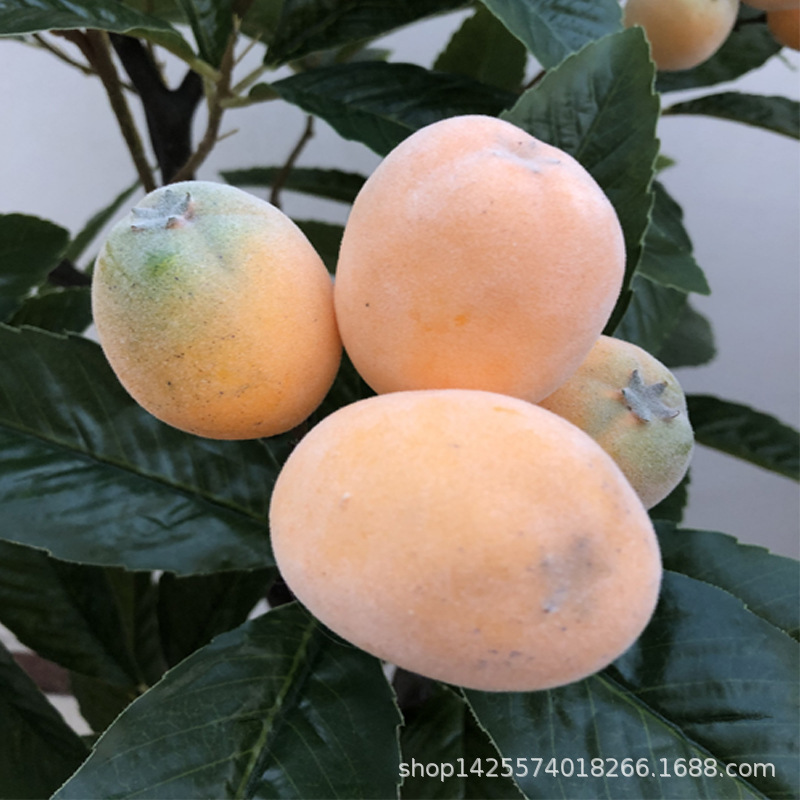 XRG-038 枇杷3叉15叶4果0.55米4.jpg