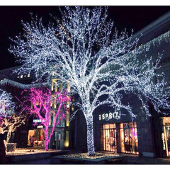 24V Low-Voltage Starburst String Lights for Outdoor Christmas Tree Decorations—Perfect for Tree-Wrapping Projects and Engineering Applications