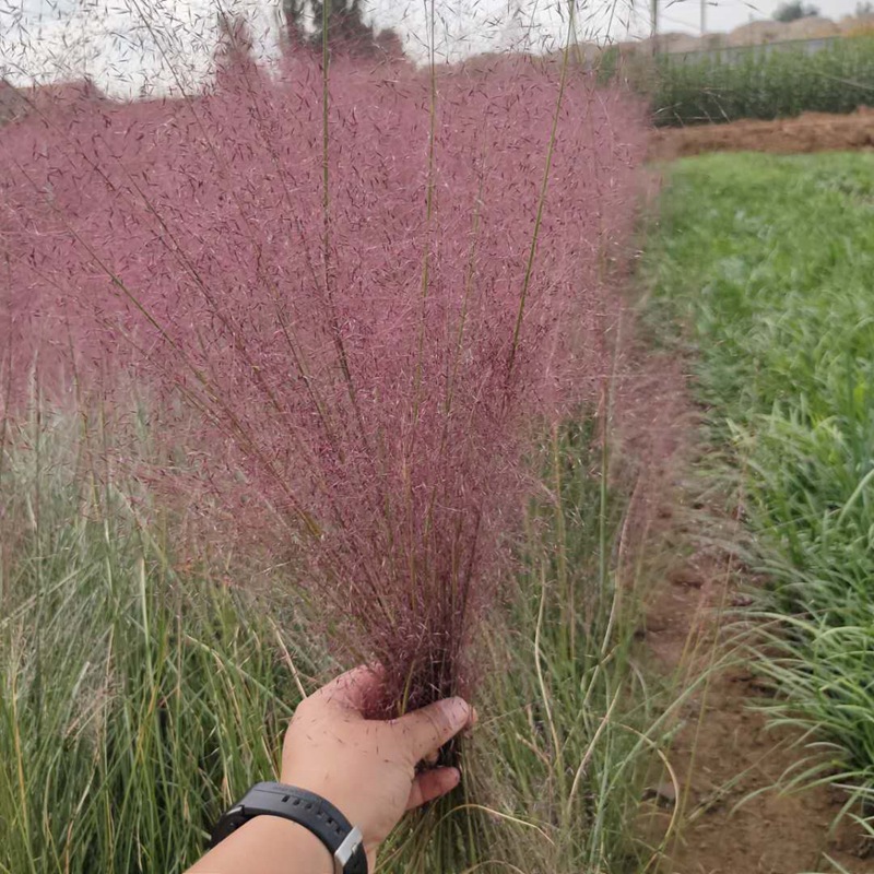 粉黛乱子草种草籽盆栽多年生观赏草毛芒乱子草粉庭院花卉