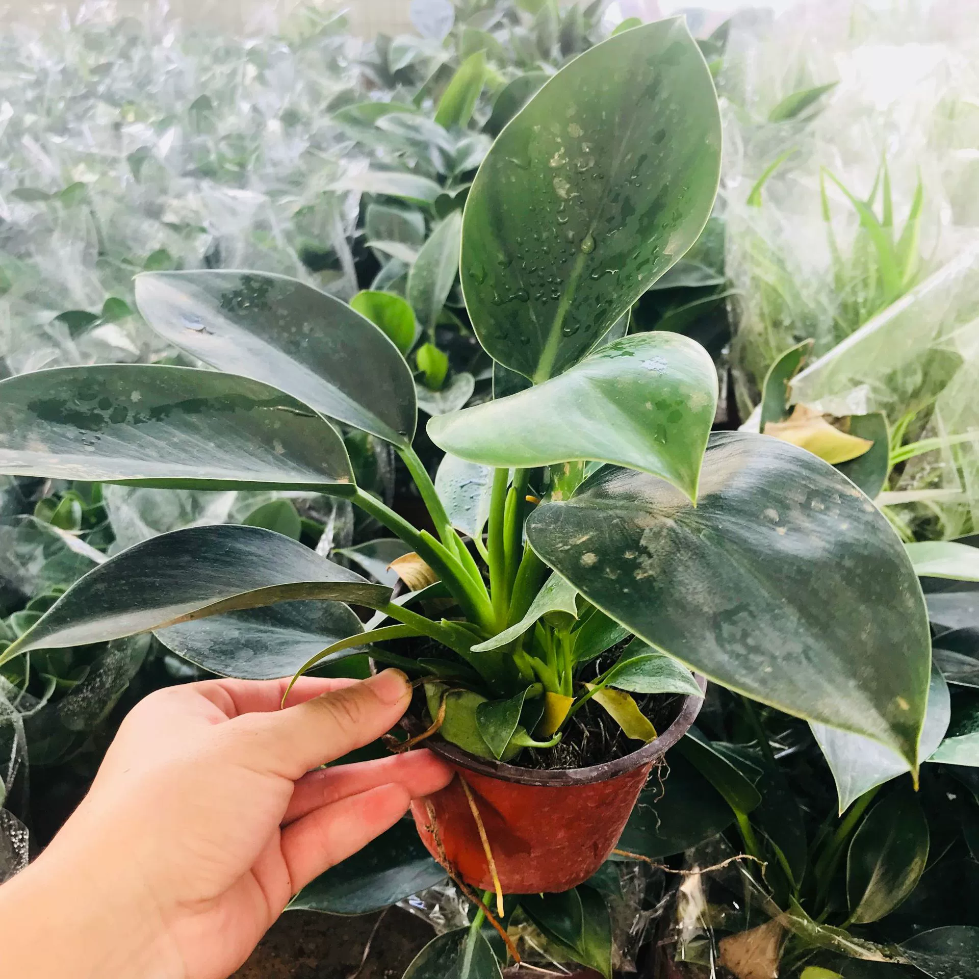 Оптовые продажи зеленых растений в горшках для помещений офисных настольных небольших золотых бриллиантов для очистки воздуха вечнозеленые зеленые растения круглый год