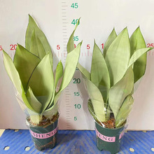 ������ֱ�����Ҿ�ֲ�ﻨ������ ��Ƥ�mֲ������ �Ӂ������m