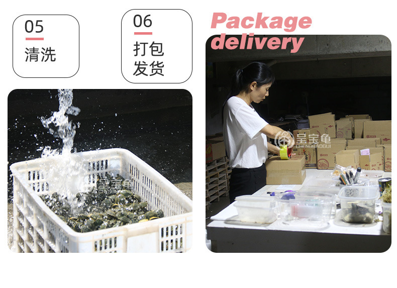 长尾炫彩详情11