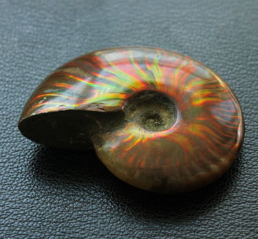 Natural colorful snails to play with, colorful snail fossils to play with, handle pieces, good luster, ammonite fossils