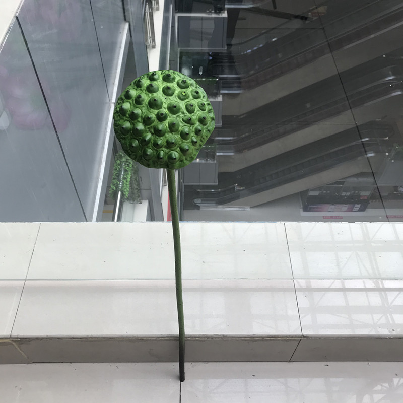 莲蓬1号