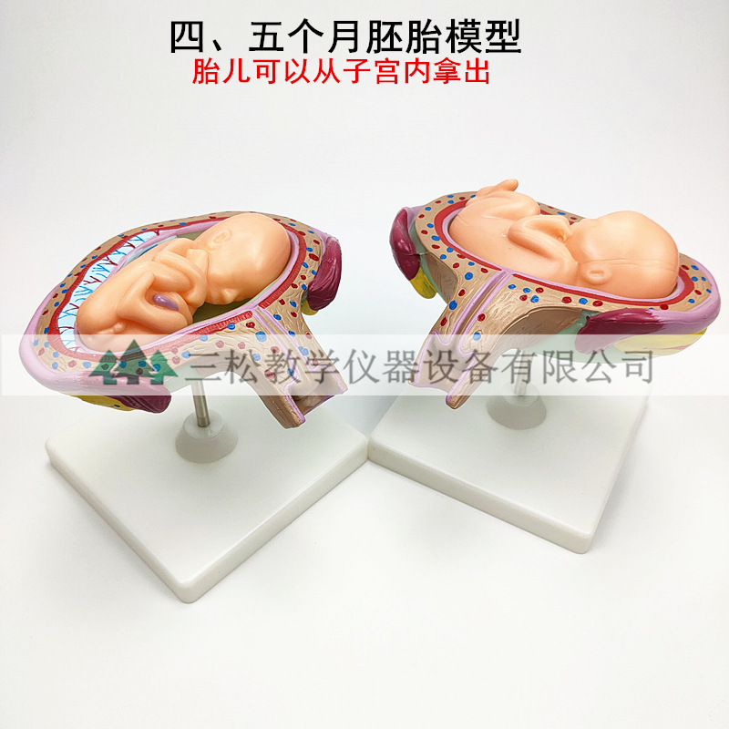 人体胚胎发育模型3_副本