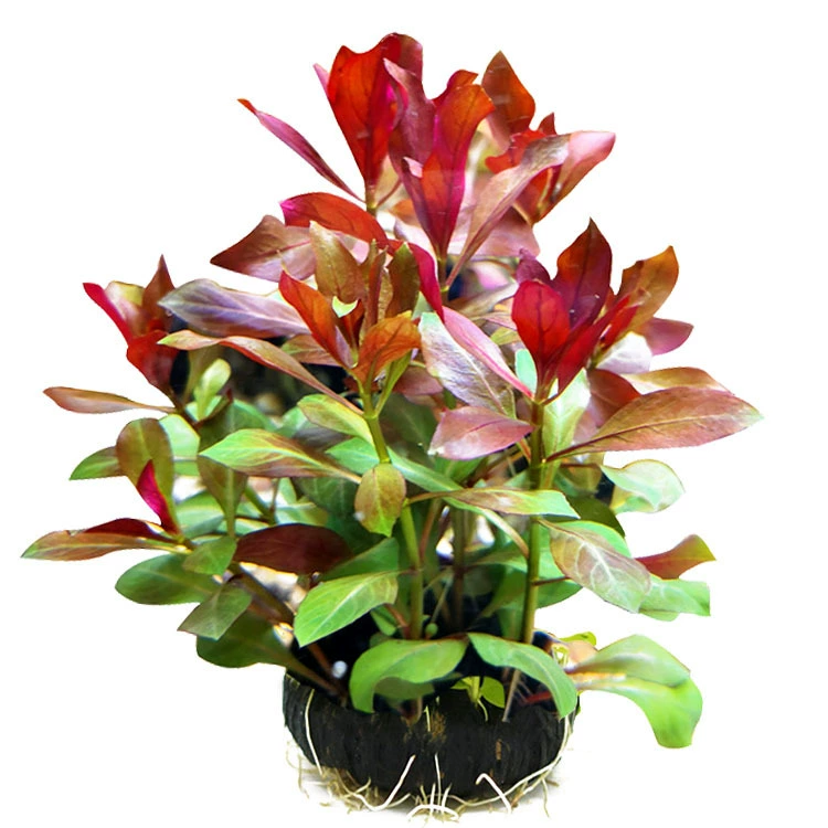 Рубин Лист Нижний Красный Daduo Настоящая Водная Трава Аквариум Пейзаж Украшение Декоративные Оптом Фотосинтетическая Водная Трава