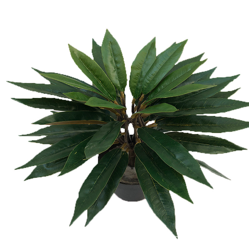 XRS-011 盆栽栲树叶 (1).jpg