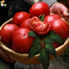 【沁甜春】攀枝花沙瓤番茄普罗旺斯西红柿新鲜生吃蔬菜自然熟5斤|ru