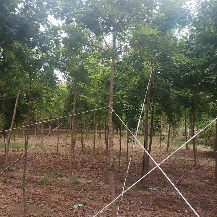 苗木株高怎么测,苗木树高如何测量,株高怎么测示意图(第8页)_大山谷图库