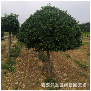 ̩���ߗU�lì��r�� �޽ӸߗU������Nֲ����