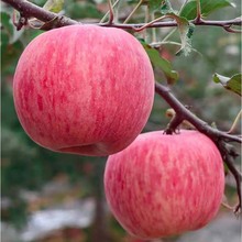 產地紅富士蘋果陝西膜袋紅富士蘋果應季蘋果脆甜多汁非洛川蘋果
