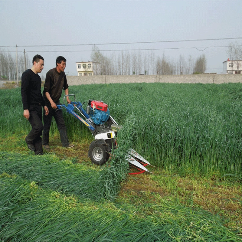 Завод оптом многолетние семена райграса ежегодный тетраплоидный широкий тип листьев холодный сезон выпас семена травы крупного рогатого скота и овец трава