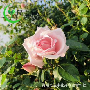 Оптовая европейская розовая розовая роза