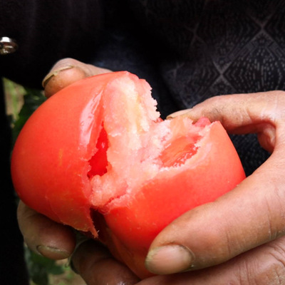 山东海阳普罗旺斯西红柿 自然熟沙瓤水果番茄新鲜蔬菜5包邮|ru