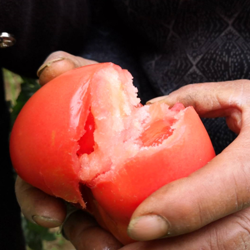 山东海阳普罗旺斯西红柿 自然熟沙瓤水果番茄新鲜蔬菜5包邮|ru