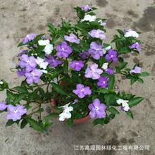 �S��؛Դ�x�������҃��̨���Ի��ܷ���Gֲ�_��ֲ��ֲ�pɫ����