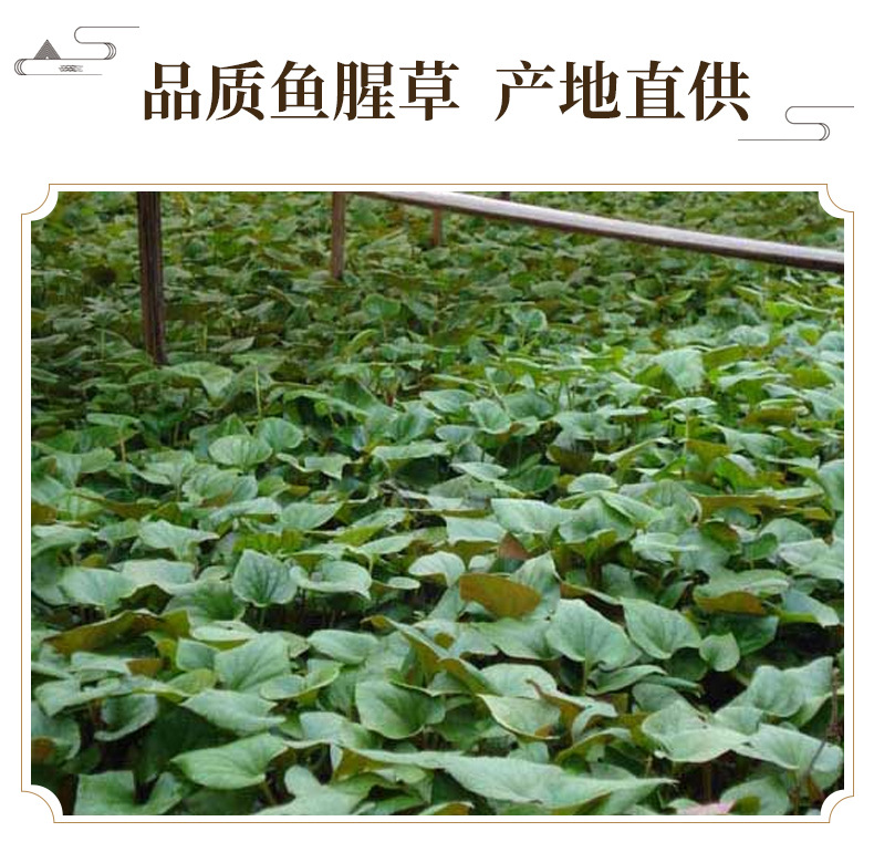 Dried Houttuynia Leaf Powder Yu Xing Cao 鱼腥草 Herbal Powder for Cooking and Decoction 500g key features