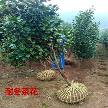 耐冬茶花树苗山茶油茶树苗茶梅盆栽花卉道路庭院种植四季常青