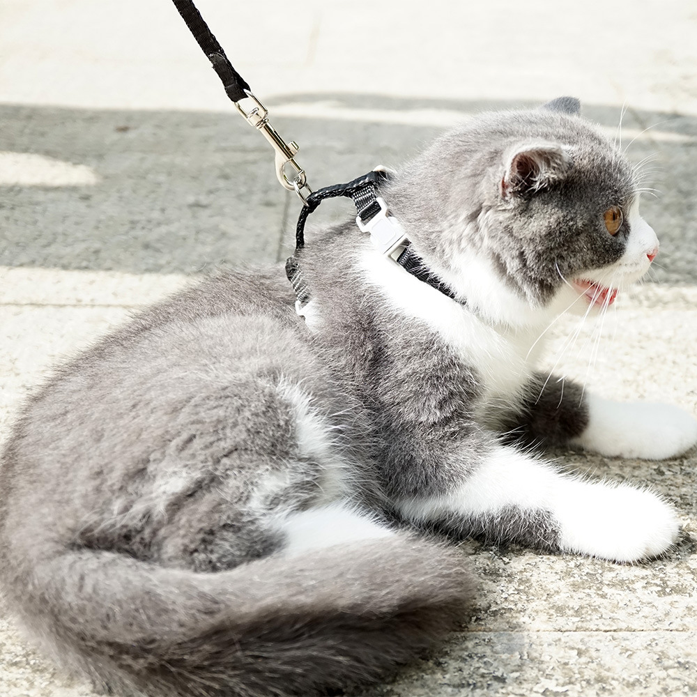 cat harness leash solid model